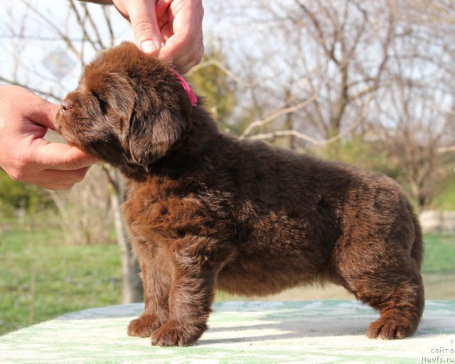 Фото: ньюфаундленд Happyness Long-Awaited s Berega Dona (Хаппинесс Лонг-Аваитед с Берега Дона)