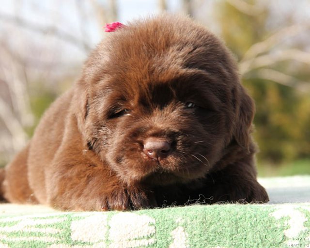 Фото: ньюфаундленд Happyness Long-Awaited s Berega Dona (Хаппинесс Лонг-Аваитед с Берега Дона)