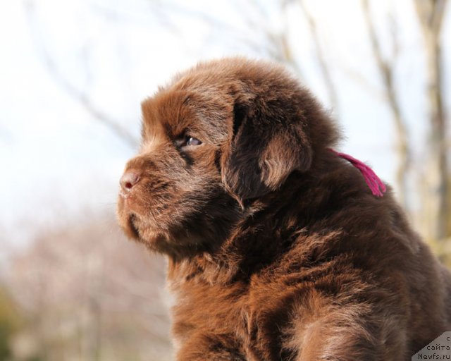 Фото: ньюфаундленд Happyness Long-Awaited s Berega Dona (Хаппинесс Лонг-Аваитед с Берега Дона)