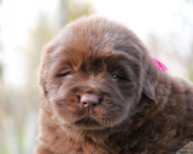 Фото: ньюфаундленд Happyness Long-Awaited s Berega Dona (Хаппинесс Лонг-Аваитед с Берега Дона)