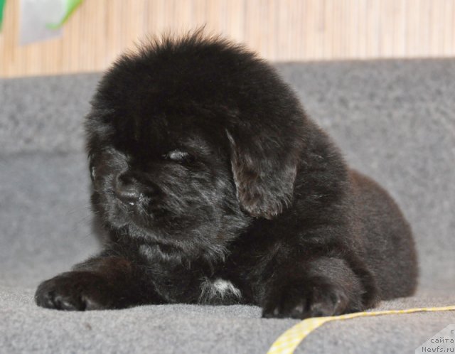 Фото: Сука желтая лента, ньюфаундленд Beguschaya po Volnam Vsya Takaya Rastakaya (Бегущая по Волнам Вся Такая Растакая)