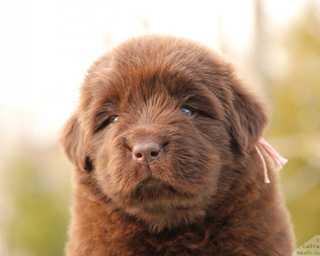 Фотография № 91849