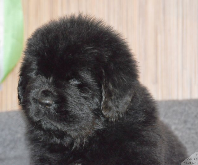 Фото: Сука желтая лента, ньюфаундленд Beguschaya po Volnam Vsya Takaya Rastakaya (Бегущая по Волнам Вся Такая Растакая)