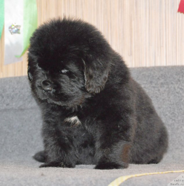 Фото: Сука желтая лента, ньюфаундленд Beguschaya po Volnam Vsya Takaya Rastakaya (Бегущая по Волнам Вся Такая Растакая)