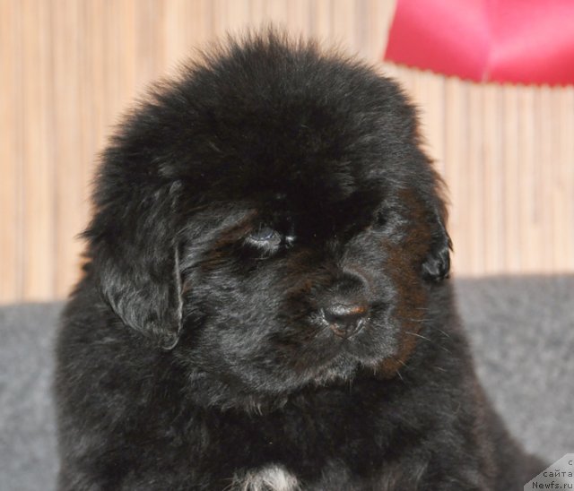 Фото: Сука желтая лента, ньюфаундленд Beguschaya po Volnam Vsya Takaya Rastakaya (Бегущая по Волнам Вся Такая Растакая)