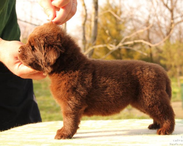 Фото: ньюфаундленд Horoshaja Devchonka s Berega Dona (Хорошая Девчонка с Берега Дона)