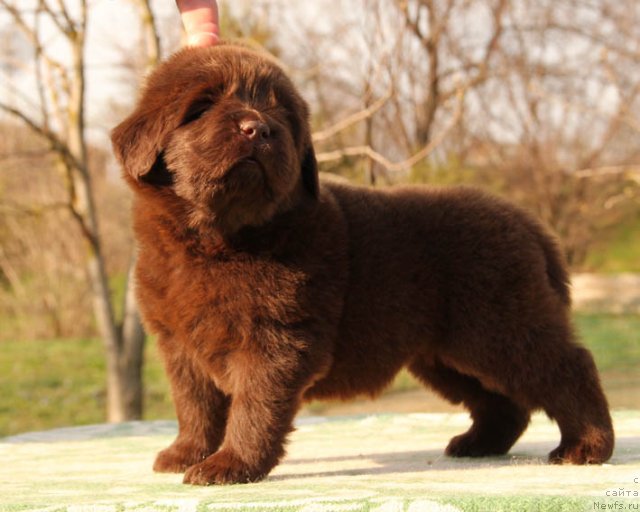 Фото: ньюфаундленд Horoshaja Devchonka s Berega Dona (Хорошая Девчонка с Берега Дона)