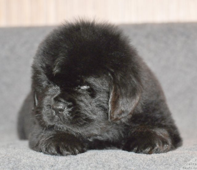 Фото: Сука сиреневая лета, ньюфаундленд Beguschaya po Volnam Vsya Takaya Rastakaya (Бегущая по Волнам Вся Такая Растакая)