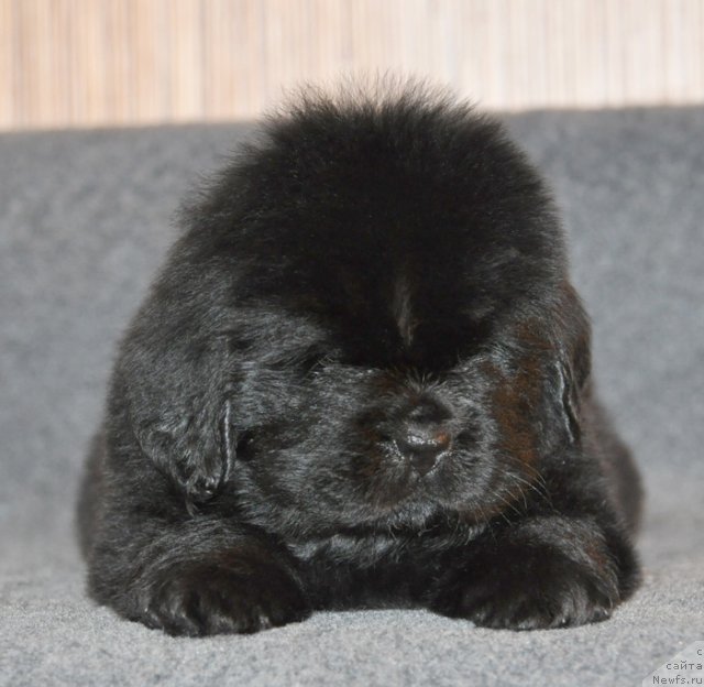 Фото: Сука сиреневая лента, ньюфаундленд Beguschaya po Volnam Vsya Takaya Rastakaya (Бегущая по Волнам Вся Такая Растакая)