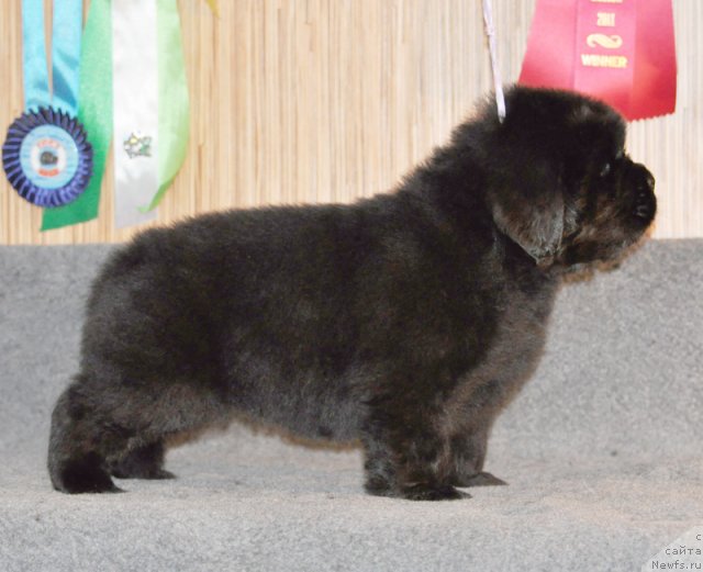 Фото: Сука сиреневая лента, ньюфаундленд Beguschaya po Volnam Vsya Takaya Rastakaya (Бегущая по Волнам Вся Такая Растакая)