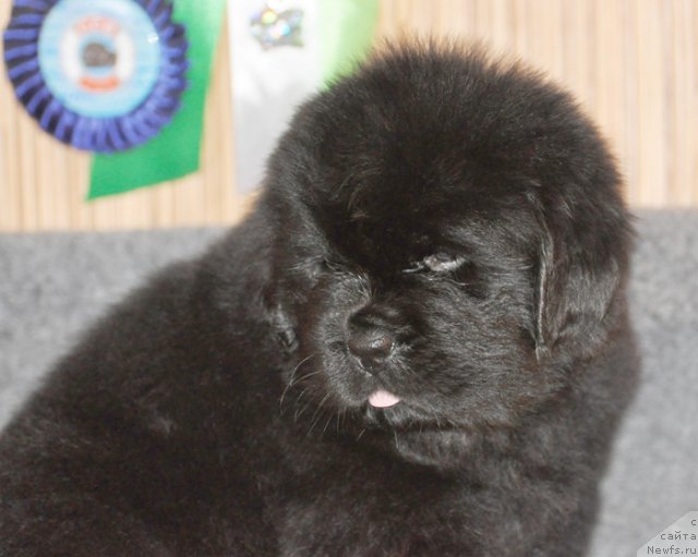 Фото: Сука сиреневая лента, ньюфаундленд Beguschaya po Volnam Vsya Takaya Rastakaya (Бегущая по Волнам Вся Такая Растакая)