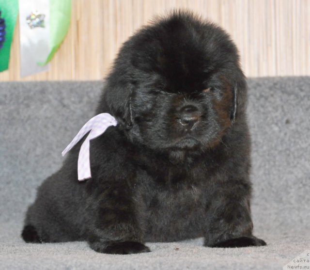 Фото: Сука сиреневая лента, ньюфаундленд Beguschaya po Volnam Vsya Takaya Rastakaya (Бегущая по Волнам Вся Такая Растакая)