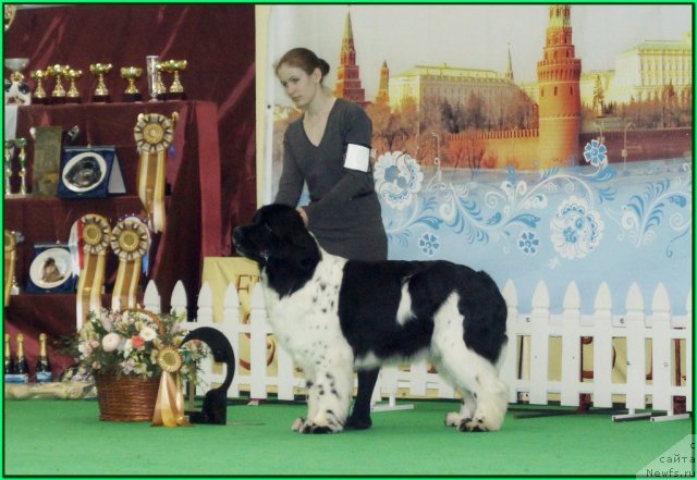 Фото: ньюфаундленд Piternyuf Prodigy (Питерньюф Продижи)