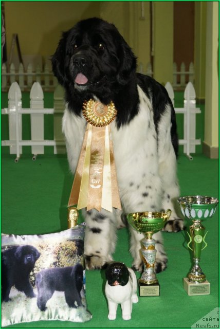 Фото: ньюфаундленд Piternyuf Prodigy (Питерньюф Продижи)