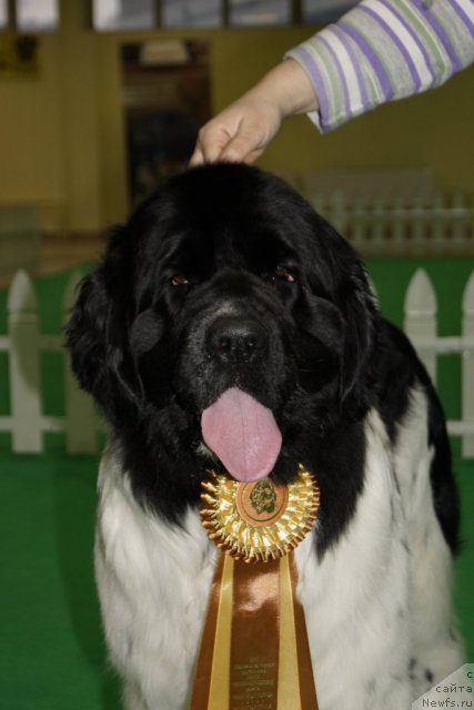 Фото: ньюфаундленд Piternyuf Prodigy (Питерньюф Продижи)