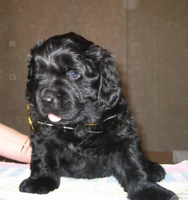 Фото: ньюфаундленд YAsnaya Nochka den Baffi (Ясная Ночка ден Баффи)