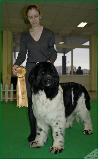 Фото: ньюфаундленд Piternyuf Prodigy (Питерньюф Продижи)