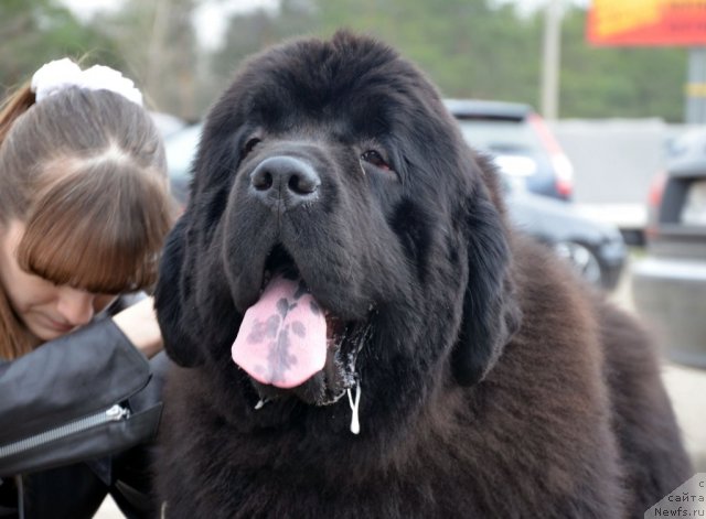 Фото: ньюфаундленд Beguschaya po Volnam Zillion (Бегущая по Волнам Зиллион)