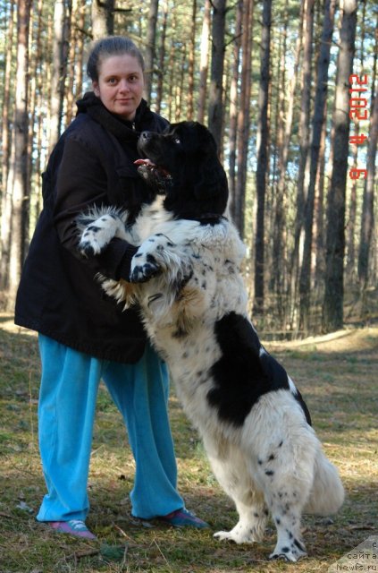 Фото: ньюфаундленд Akvian Song Zero Graviti (Аквиан Сонг Зеро Гравити), Elena Rozenfel'd (Елена Розенфельд)