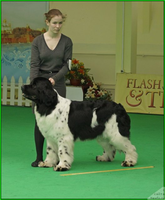 Фото: ньюфаундленд Piternyuf Prodigy (Питерньюф Продижи), Aleksandra Vesnina (Александра Веснина)