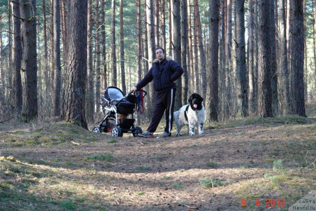 Фото: Aleksandr Rozenfel'd (Александр Розенфельд), ньюфаундленд Akvian Song Zero Graviti (Аквиан Сонг Зеро Гравити)