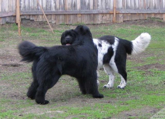 Фото: ньюфаундленд Plushevaya Panda Vikar (Плюшевая Панда Викар), ньюфаундленд Plushevaya Panda Debra (Плюшевая Панда Дэбра)