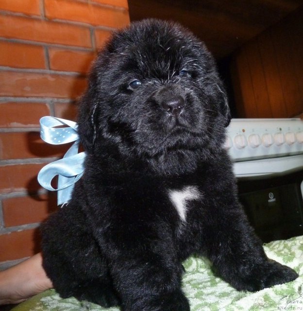 Фото: ньюфаундленд Super Premium Liniel Daylirring (Супер Премиум Линиэль Дайлиррин)