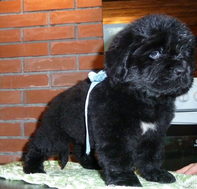 Фото: ньюфаундленд Super Premium Liniel Daylirring (Супер Премиум Линиэль Дайлиррин)