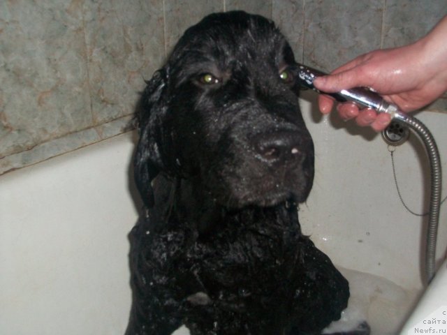 Фото: ньюфаундленд Sent Djons YUkatan (Сент Джонс Юкатан)