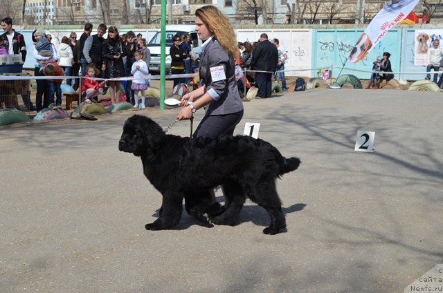 Фото: ньюфаундленд Vom Waterfall Land Ay Todor (Вом Ватерфалл Лэнд Ай Тодор)