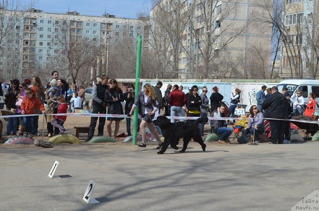 Фото: ньюфаундленд Vom Waterfall Land Ay Todor (Вом Ватерфалл Лэнд Ай Тодор)