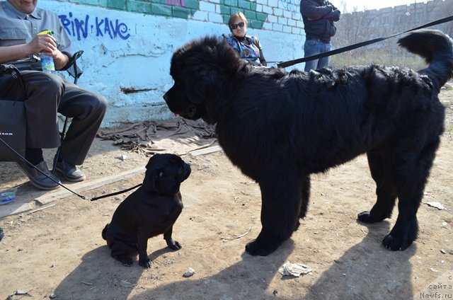 Фото: ньюфаундленд Vom Waterfall Land Ay Todor (Вом Ватерфалл Лэнд Ай Тодор)