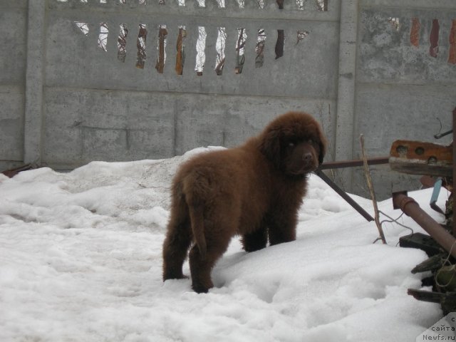 Фото: ньюфаундленд Andjelo Orso Armstrong (Анджело Орсо Армстронг)