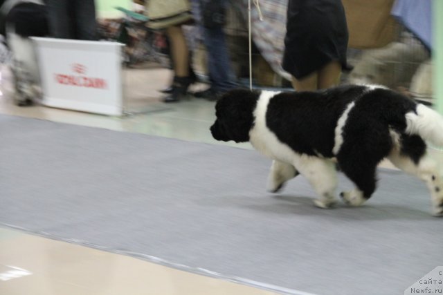 Фотография № 91946