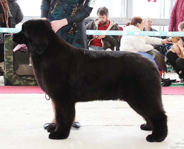 Фото: ньюфаундленд Skazochnaya Kroha Milana (Сказочная Кроха Милана)