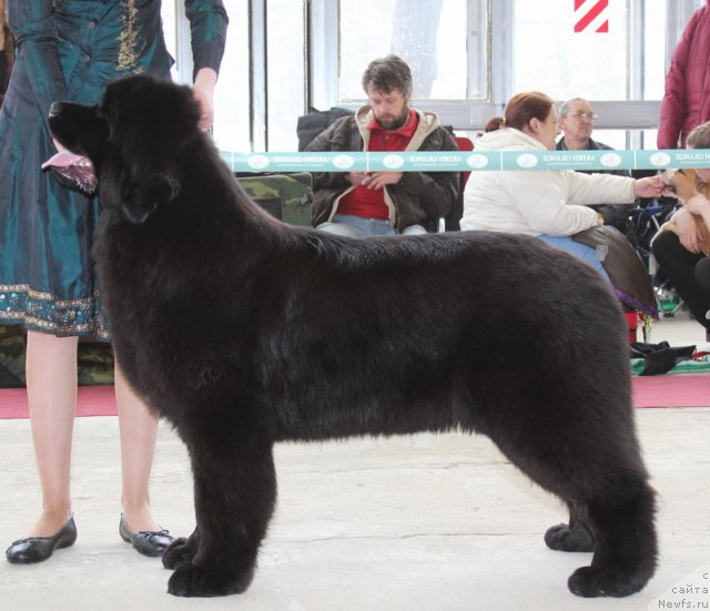 Фото: ньюфаундленд Skazochnaya Kroha Milana (Сказочная Кроха Милана)