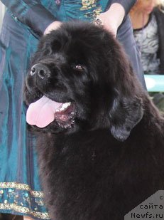 Фото: ньюфаундленд Skazochnaya Kroha Milana (Сказочная Кроха Милана)