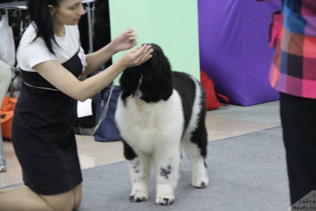 Фотография № 91953