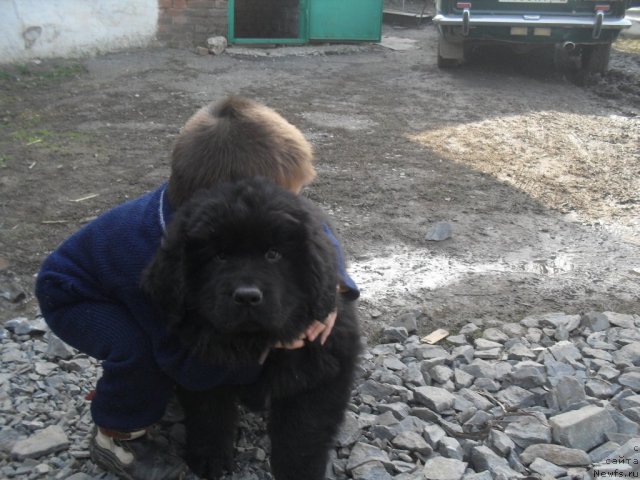 Фото: ньюфаундленд N'yufort Rozi of May Drim (Ньюфорт Рози оф Май Дрим)