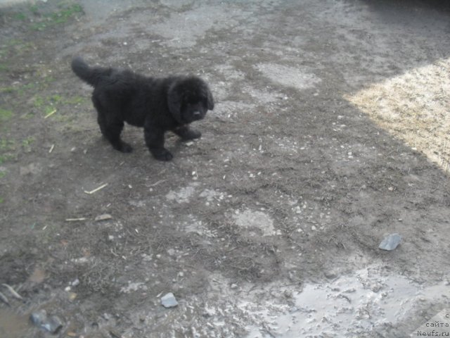 Фото: ньюфаундленд N'yufort Rozi of May Drim (Ньюфорт Рози оф Май Дрим)