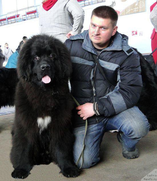 Фото: ньюфаундленд Key to My Heart Midnight Bear, Oleg Letkovskiy (Олег Летковский)