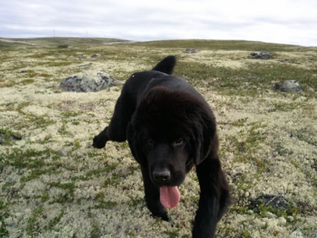 Фото: ньюфаундленд Uyutnaya Dolina Black Diamond Velinda (Уютная Долина Блэк Даймонд Велинда)