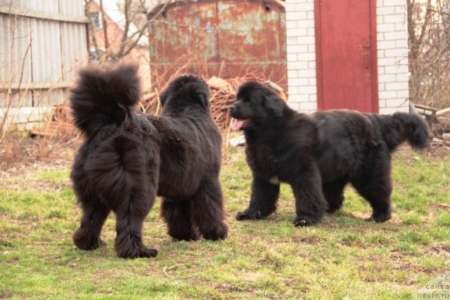 Фото: ньюфаундленд Beguschaya po Volnam Hasta la Vista (Бегущая по Волнам Хаста ла Виста), ньюфаундленд Beguschaya po Volnam Regatta Katti Sark (Бегущая по Волнам Регатта Катти Сарк)