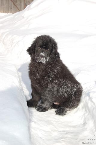 Фото: ньюфаундленд Sent Djons Orfey (Сент Джонс Орфей)