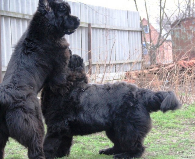 Фото: ньюфаундленд Beguschaya po Volnam Hasta la Vista (Бегущая по Волнам Хаста ла Виста), ньюфаундленд Beguschaya po Volnam Regatta Katti Sark (Бегущая по Волнам Регатта Катти Сарк)