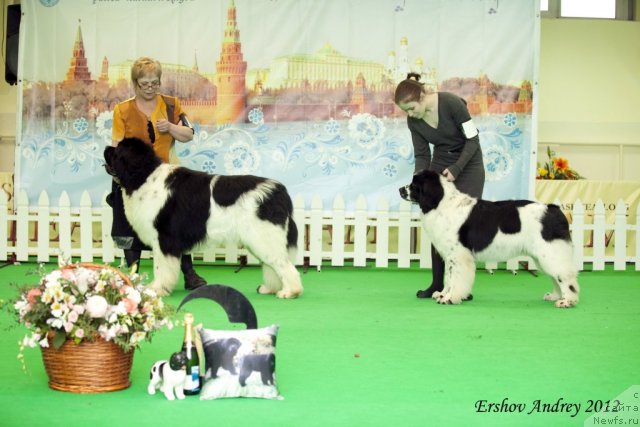 Фото: ньюфаундленд Threeponds Right Way, ньюфаундленд Fluffy Avalanche Satisfaction of My Ambitions (Флюфи Аваланч Сатисфастион оф Май Амбитионс)