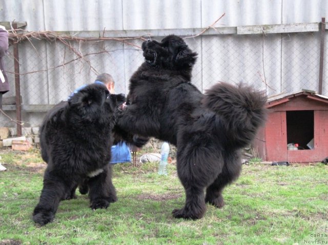 Фото: ньюфаундленд Beguschaya po Volnam Hasta la Vista (Бегущая по Волнам Хаста ла Виста), ньюфаундленд Beguschaya po Volnam Regatta Katti Sark (Бегущая по Волнам Регатта Катти Сарк)