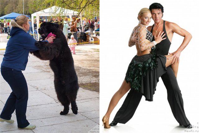 Фото: ньюфаундленд Key to My Heart Midnight Bear