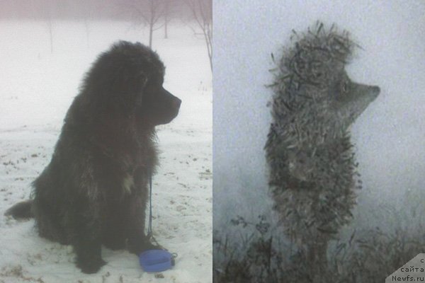 Фото: ньюфаундленд Key to My Heart Midnight Bear