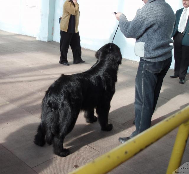 Фото: ньюфаундленд Mag Ispolin Kopperfil'd (Маг Исполин Копперфильд)